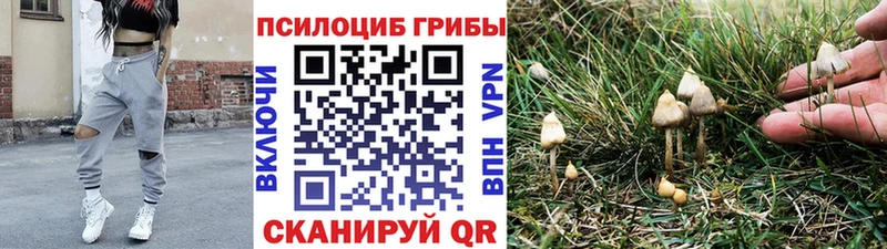 купить Пятигорск Галлюциногенные грибы Psilocybe